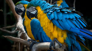 Image result for macaw parrot hd