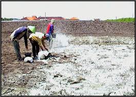 Image result for cara pemberian dolomit pada sawah