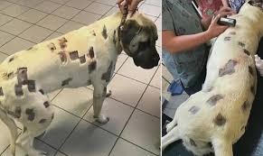 Łódź. Niebezpieczne pułapki na psy - TVN24