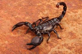 isis-is-scorpion-bombs