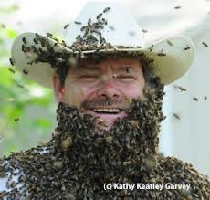 Brian Fishback&#39;s bee beard. (Photo by Kathy Keatley Garvey). Why become a beekeeper? Why keep bees? Beekeeper Brian Fishback of Wilton is quick to answer ... - 19975_original