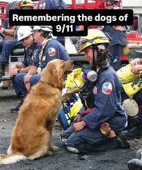 Animals Doing Things | Heroes come in all forms 🐾🇺🇸 #NeverForget . After the attacks on 9/11, more than 300 dogs were deployed to Ground Zero. From search &... | Instagram
