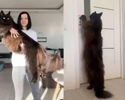 メインクーンの画像