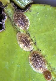 Résultat de recherche d'images pour "scale insects"