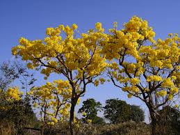 Resultado de imagem para IPE AMARELO E IPE ROXO