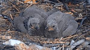 Big Bear Bald Eagle Chicks Get Their Official Names