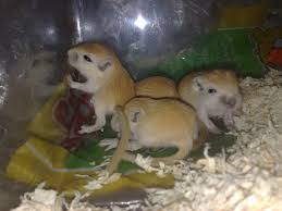 Phú Nhuận: chuyên bán gerbil (chuột nhảy) giá cực rẻ - 16