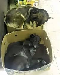 Nightfall store initiative provides safe haven for stray animals