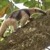 Northern tamandua