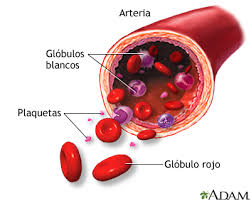 Resultado de imagen para que son los componentes de la sangre