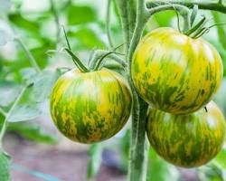 Green Zebra heirloom tomato