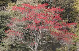 Image result for Micrococca
