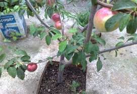 Resultado de imagem para patlican incir