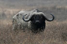 Image result for cape buffalo