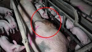 Trend Google: allevamento