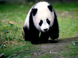 panda ile ilgili kısa bilgiler ile ilgili görsel sonucu