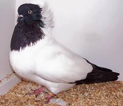 Image result for pigeons