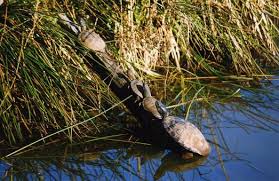 Image result for marais d