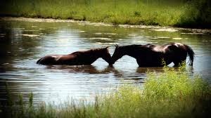Image result for true love wallpaper