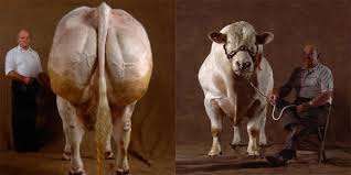 Image result for belgian blue bull meat