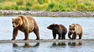 Ladies and Gentlebears, it's the Fat Bear Week semifinals - KTOO