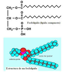 Resultado de imagen para QUE IMPORTANCIA FARMACEUTICA TIENE  lipidos  EN FARMACIA