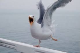 Image result for martı