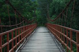 Hasil gambar untuk gambar hutan indah untuk pre wedding