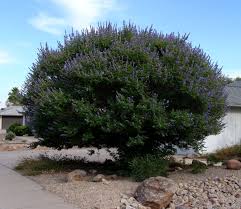 Tetradium daniellii var. hupehensis에 대한 이미지 검색결과