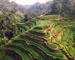 Gambar Sawah Tegalalang, Bali