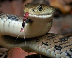 Image of Talking snake