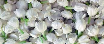 Image result for images of jasmine flowers