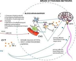 Immune system repair during sleep