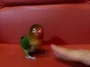 Pictures of 2 parrots dancing to music <?=substr(md5('https://encrypted-tbn1.gstatic.com/images?q=tbn:ANd9GcRAzeYzsfF_fyi_7DhPgkxohn43Ju3U8tI8byYqMO9EjmtIivEc8m5ahv4x'), 0, 7); ?>