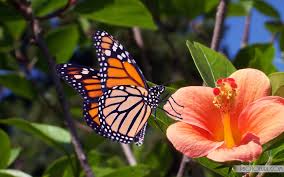 Image result for animated butterflies wallpaper