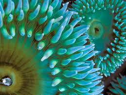 Image result for wallpaper background green blue