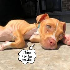 Heartfelt Meeting with a Stray Dog Fighting for Survival ...