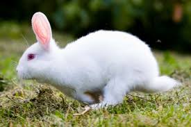 Image result for RABBIT
