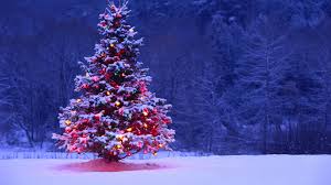 Image result for christmas tree images
