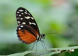 Image result for show differences of a moth and a butterfly