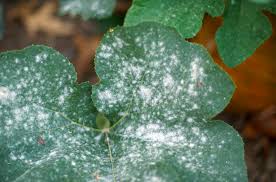 powdery mildew ile ilgili görsel sonucu