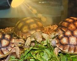 รูปภาพHeat lamp for sulcata tortoise