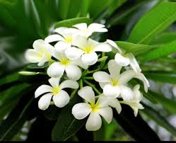 ผลการค้นหารูปภาพสำหรับ ดอกลั่นทม
