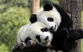 Résultat de recherche d'images pour "sad panda"