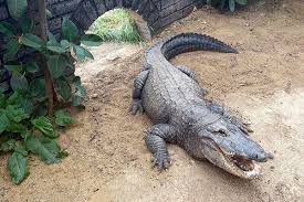zoo