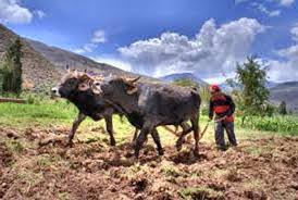 Resultado de imagen para fotos de agricultores labrando la tierra