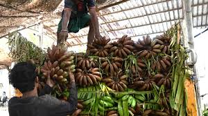 West Asia war puts banana growers on a slippery ground