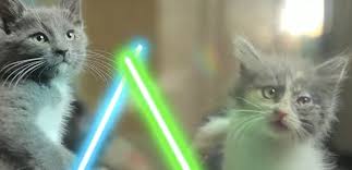 Image result for imagens de gatos fofos