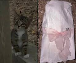 고양이