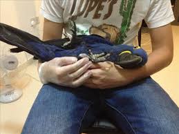 Image result for baby macaw parrot for sale